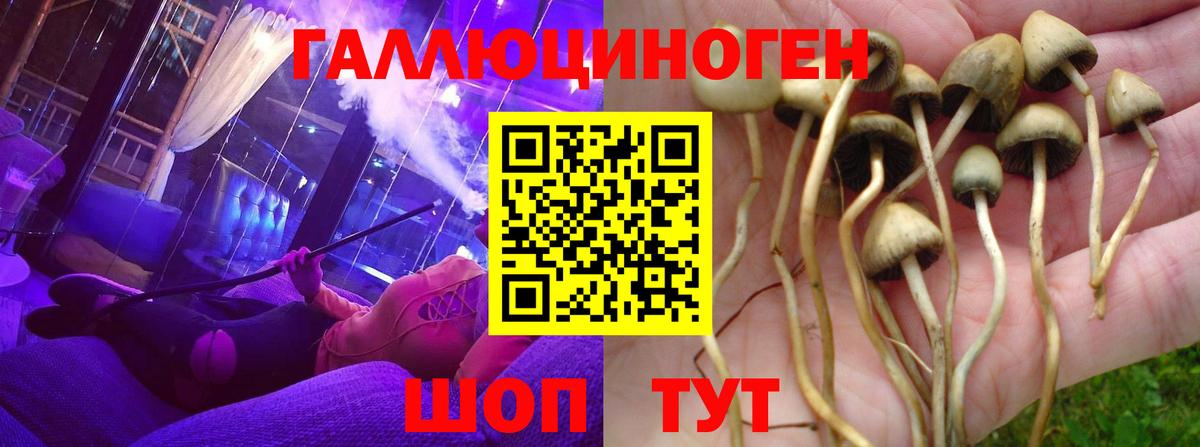 Псилоцибиновые грибы мицелий Краснодар